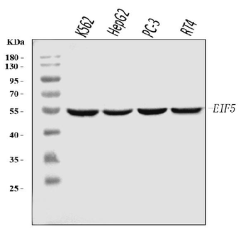 EIF5 Antibody (monoclonal, 2F13C4)