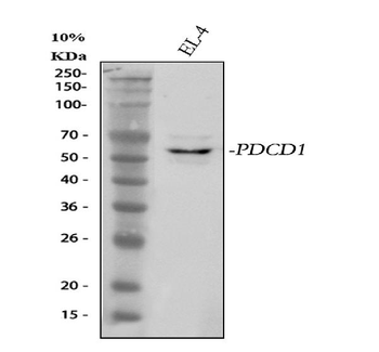PD-1/PDCD1/PD Rabbit Polyclonal Antibody