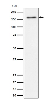 TMF Rabbit Monoclonal Antibody
