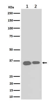 ELOVL5 Rabbit Monoclonal Antibody