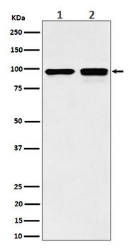 MCM6 Rabbit Monoclonal Antibody