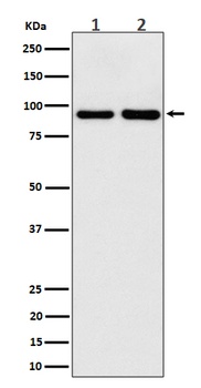 CSDE1 Rabbit Monoclonal Antibody