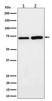 PREPL Rabbit Monoclonal Antibody