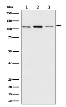 Meckelin Rabbit Monoclonal Antibody