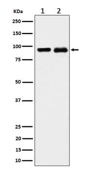CSDE1 Rabbit Monoclonal Antibody