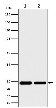 RPS8 Rabbit Monoclonal Antibody
