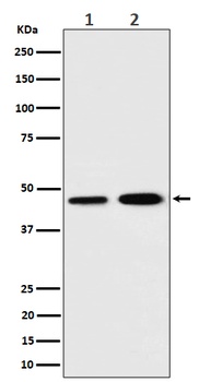 TIM44 Rabbit Monoclonal Antibody