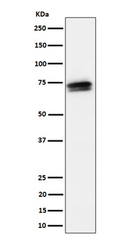 SSX2IP Rabbit Monoclonal Antibody
