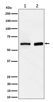 ATE1 Rabbit Monoclonal Antibody