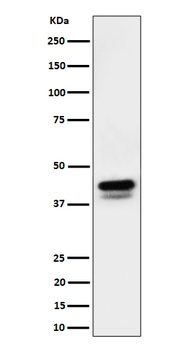 Phospho-c-Jun +JunD Rabbit Monoclonal Antibody