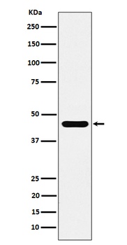 ACTR1B Rabbit Monoclonal Antibody