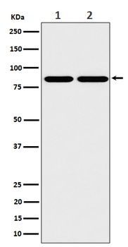 RAB45 Rabbit Monoclonal Antibody