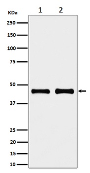 NDUFS2 Rabbit Monoclonal Antibody
