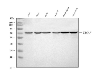 TAGAP Rabbit Monoclonal Antibody