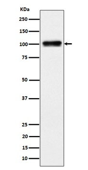 Nesprin3 Rabbit Monoclonal Antibody