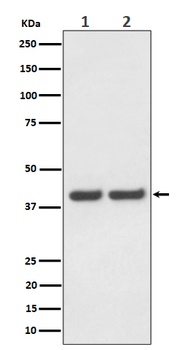 FAM50A Rabbit Monoclonal Antibody