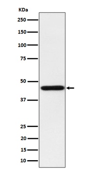 Homer1 Rabbit Monoclonal Antibody