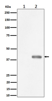Phospho-PBK/TOPK/PBK Rabbit Monoclonal Antibody