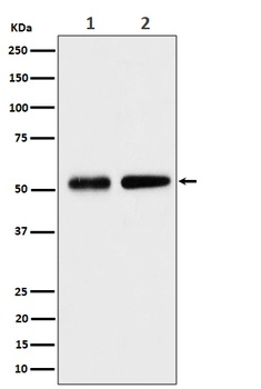 Septin 8 Rabbit Monoclonal Antibody