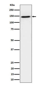 TAF3 Rabbit Monoclonal Antibody