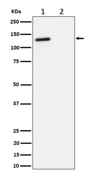Phospho-p130 Rabbit Monoclonal Antibody