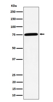 PPM1G Rabbit Monoclonal Antibody