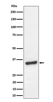 TCEA1 Rabbit Monoclonal Antibody