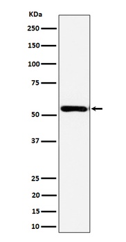 AER61 Rabbit Monoclonal Antibody