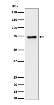 PTPRR Rabbit Monoclonal Antibody