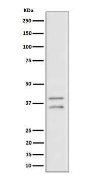 UFD1L Rabbit Monoclonal Antibody