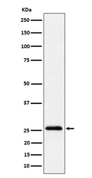 TEMT Rabbit Monoclonal Antibody
