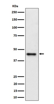 DAZAP1 Rabbit Monoclonal Antibody