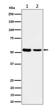 AAMP Rabbit Monoclonal Antibody