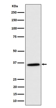 MDH2 Rabbit Monoclonal Antibody