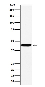 KCTD9 Rabbit Monoclonal Antibody