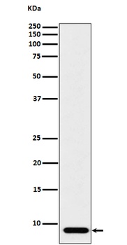 ATP5G1 Rabbit Monoclonal Antibody