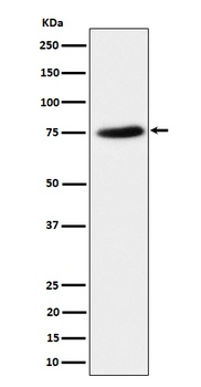 PPM1G Rabbit Monoclonal Antibody