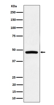 PREB Rabbit Monoclonal Antibody