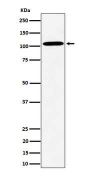 USO1 Rabbit Monoclonal Antibody