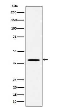 DLX3 Rabbit Monoclonal Antibody