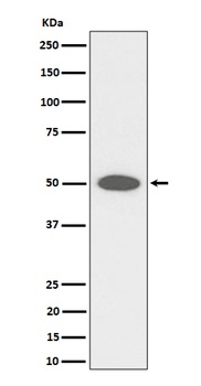 CEP43 Rabbit Monoclonal Antibody