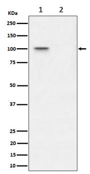 Phospho-Nucleolin Rabbit Monoclonal Antibody