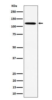 KIF5B Rabbit Monoclonal Antibody