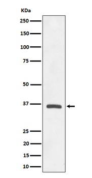OXGR1/GPR99 Rabbit Monoclonal Antibody