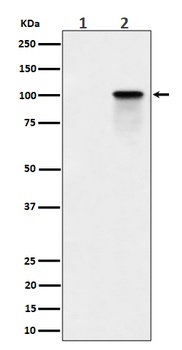 Phospho-Nucleolin Rabbit Monoclonal Antibody