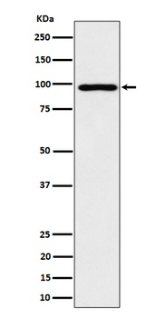 AKAP 95 Rabbit Monoclonal Antibody
