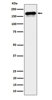 CLIP170 Rabbit Monoclonal Antibody