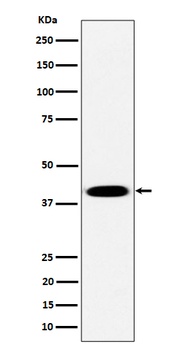 Pleckstrin Rabbit Monoclonal Antibody