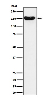 HDLBP Rabbit Monoclonal Antibody