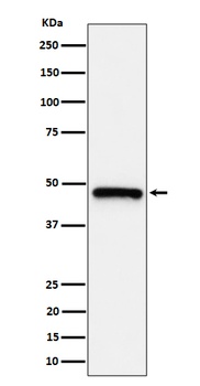 ING1 Rabbit Monoclonal Antibody
